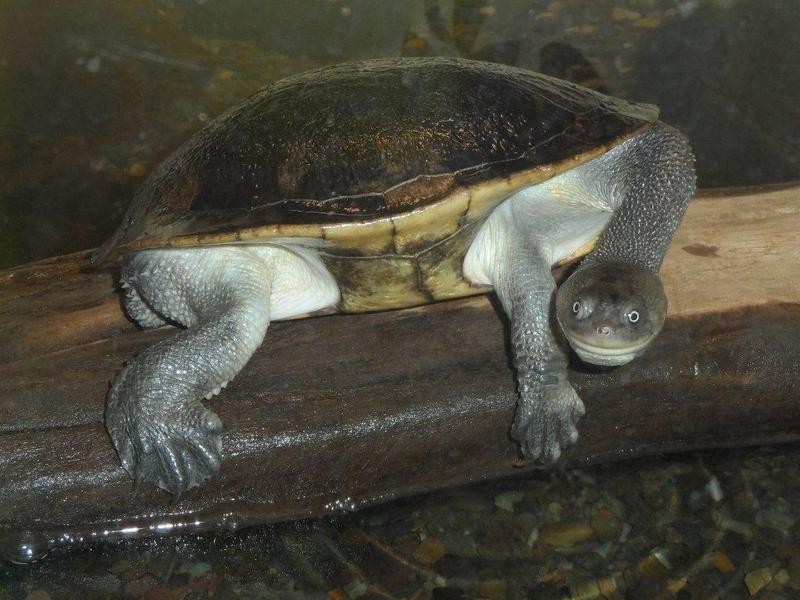 Defiant Turtle